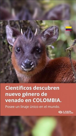 😱Científicos descubren en Colombia nueva especie de Venado #colombia #shorts #viralshorts