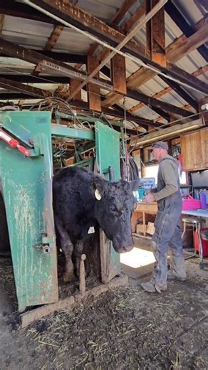 The process of vaccinating the cows during branding.