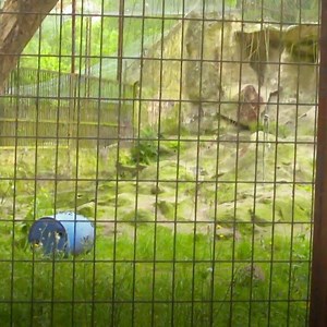 70K views · 941 reactions | Wij gaan Máxima redden !!! Het kan niet anders . Hoe dit afloopt zie je vanavond 20.30 u RTL4 De Bauers in Argentinië !! | Frans Bauer | Facebook