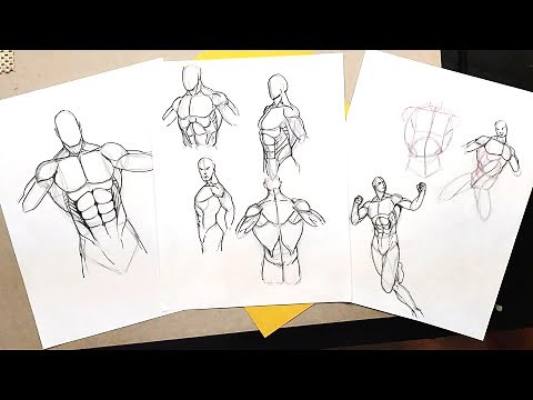 Drawing the Torso from different angles Request