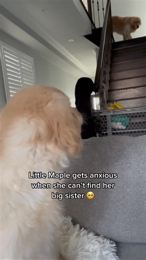 Her little cries | Daisy And Maple