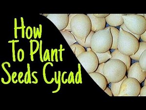 HOW TO PLANT SEEDS CYCAD