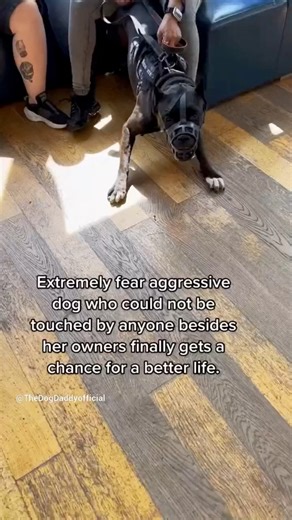 269K views · 6.6K reactions | Extremely fear aggressive dog first training session | The Dog Daddy | Facebook