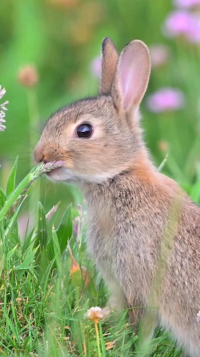 1.1M views · 18K reactions | Wildlife evenings with the baby bunnies 凉 One of the wildlife filming highlights of the year ❤️ These bunnies are in my 2026 Wildlife Calendar  殺 Available to buy on my website hannahstitfall.com 﫶 Shipping worldwide ✈️ Not to the EU Thank you everyone 凉✨﫶 #wildlife #wildlifephotography #photography #cuteanimals #babyanimals #bunny #rabbit | Hannah Stitfall | Facebook