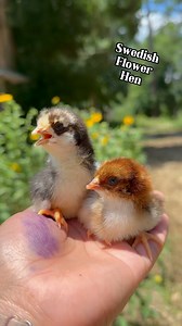 4.6K views · 50 reactions | The complex and brilliant color feather...