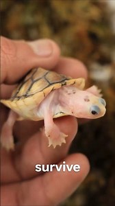 Why Baby Tortoises Are On Their Own 🐢