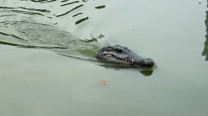 Watch GoolRC Flytec V005 RC Boat on Amazon Live