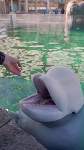 What does Juno the beluga whale eat?