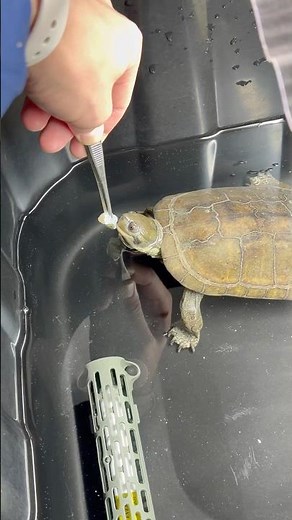 ヤエヤマイシガメに餌やり