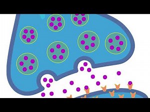 How Zap and Freeze Shows the Brain in Action — A Breakthrough in Neuroscience