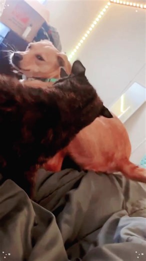 Try Not To Laugh: Hilarious Animal Voiceovers