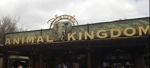 Disney's Animal Care Experts at Animal Kingdom | Chip and Company