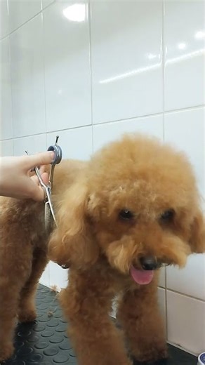 Maltipoo Grooming Session | Fluffy Coat, Gentle Care, Happy Pup