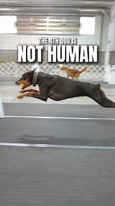 Not human | RundownRiver