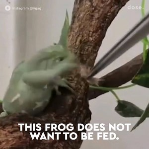 473K views · 900 reactions | He's an independent frog who doesn't need your help. | Dose | Facebook