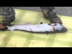 A harcsa hatékony tisztítása