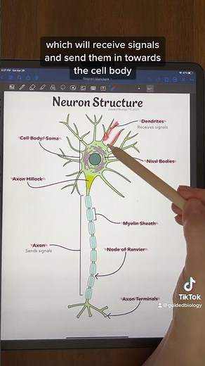 Basic Neuron Structure | TEAS and MCAT Review #shorts #anatomy
