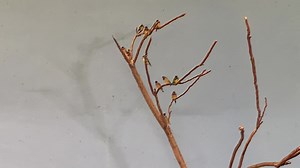 Lady Gouldian at the zoo | Zouhair's Aviary | Facebook