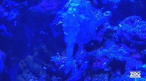 We had another fascinating animal birth recently, check out this video of one of our Northern lined seahorses giving birth! Male seahorses are the ones who get “pregnant,” incubating eggs in a pouch on their belly and “giving birth” to hundreds of babies at a time. When the babies are “born,” the male expels them from his pouch in a cloud of tiny, fully-formed seahorse fry. The babies can be seen in our Seahorse Nursery located in the USS Antiquities Cave/Aquarium. #Syracusezoo #Syracuse #CNY #S