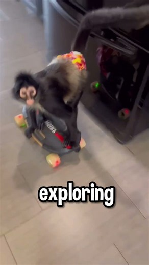 Spider Monkeys Won’t Tell You This