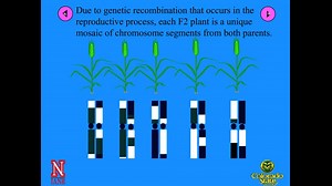 Development of QTL Mapping Populations