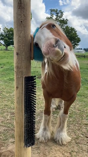 25K views · 301 reactions | Scratching post ❤️ #Asmr 朗 | The Real Players Inside The Backstretch | Facebook