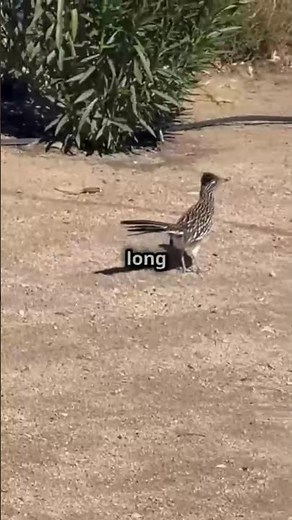 Why Do Roadrunners Run So Fast? 🐦