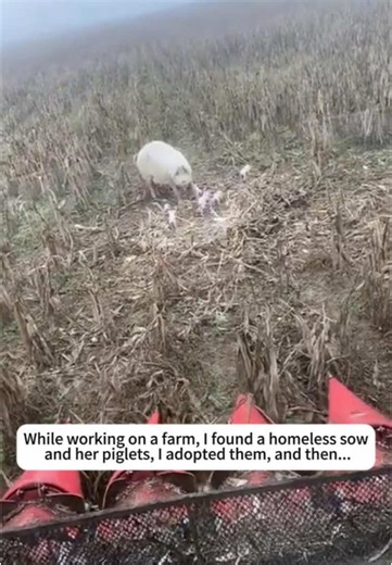 While working on a farm, I found a homeless sow and her piglets, I adopted them, and then... #animal #animals #pig #save #rescue #loveanimal #lovestory #animalrescue #cuteanimals #fyp #foryou #foryoupage❤️❤️ #animalstiktok #usaus