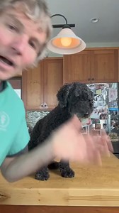 4.3K views · 35 reactions | 5 Signs of a Dog in Shock #dogemergency911 #petemergency #shock #emergency | Daily Pet Tips | Facebook