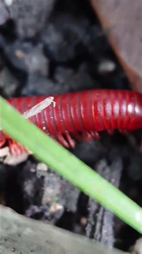 A creature with many legs is crawling