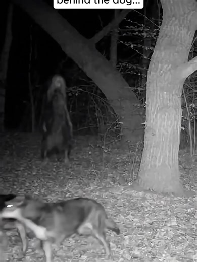 A trail cam was set up to monitor deer patterns in the backyard woods. It picked up something standing between the trees instead. A single dog wandered toward it without hesitation. #ScareStreet #BerkleyStreet #GhostStories #HorrorFan #BookTok #HorrorTok #HorrorReads #HauntedHouse #Scary #Paranormal #Ghost #horrorfans #skinwalker #GhostHunting #Cult #Horrortok #Booktok
