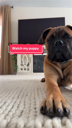 Adorable Bullmastiff Puppy Moments
