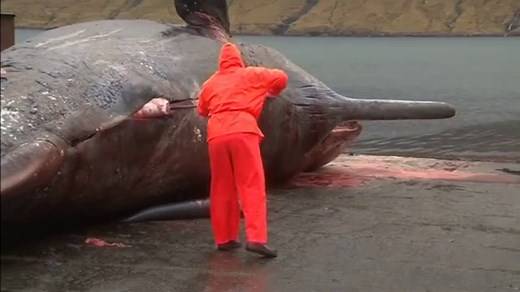 Scientists slice open dead blue whale on Nova Scotia's South Shore