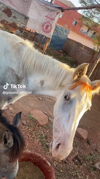 Vidéos de Gousno flow officiel 93229214 (@gousno_officiel) avec son original - Gousno flow officiel 93229214