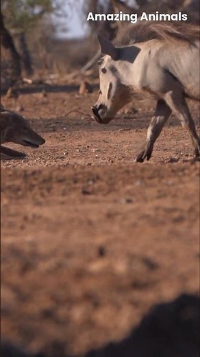 Wild Dogs Hunt a Warthog A Brutal Battle for Survival