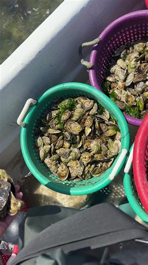 What a beautiful day to oyster farm at Pocomo Meadows #oysters #nantucket