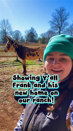 Hot Headstalls on Instagram: "Frank! Our new mammoth donkey in his new home on our ranch 🥰 #donkey #donkeys #mammothdonkey #equestrian #donkeysofinstagram #equine"