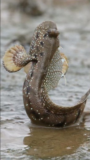 Mudskipper, a fish that can walk and live on land.