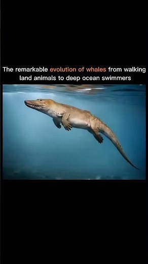 Evolution Of Whale