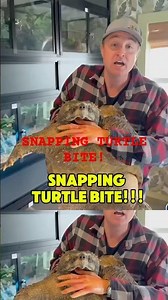 The Terrifying Power of the Adult AlligatorSnappingTurtle #turtle #alligatorsnappingturtle #animal