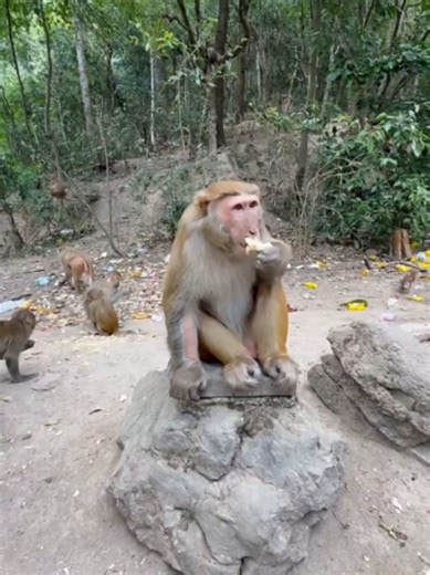 Funny Monkey Reaction — Cute Monkey Love Moments