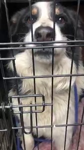 20K views · 1.7K reactions | Yesterday I drove two hours to rescue a...