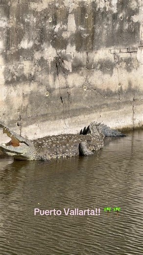 Puerto Vallarta 🌴🌴🍹🍹🏝️🏝️. Amoooo venir pero veannn esto 🐊🐊. Nunca me tocó verlos en la arena o en la playa! Solo en el río!! Pero meeee ataque 😂😂 #cocodrilos#puertovallartajalisco#playa#