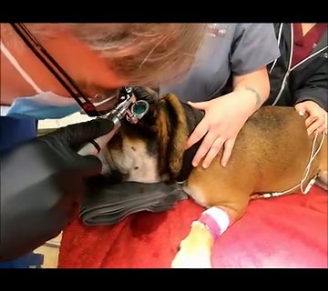 The "ear growth" from our last post can be a tumor or hyperplastic tissue common to advanced ear disease in bulldogs. It's important to find out if it includes the ear canal which usually requires ear canal resection (TECA). The first step requires the canal exam under anesthesia as demonstrated here. Our next post will announce the findings of this examination. “An ounce of Prevention is worth a pound of Cure” Members of this community prefer prevention over RX Dr. R.J. Kraemer / www.vet4bulldo