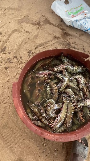 Live Shrimp Interaction in Water Basin