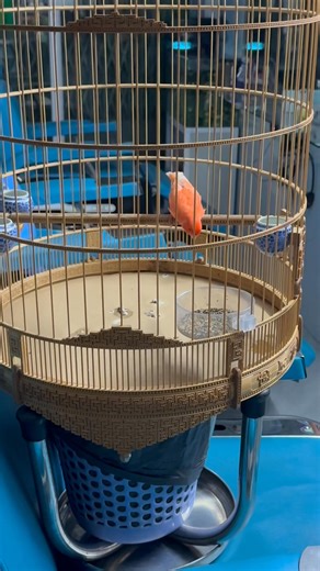 Han Nguyen on Reels