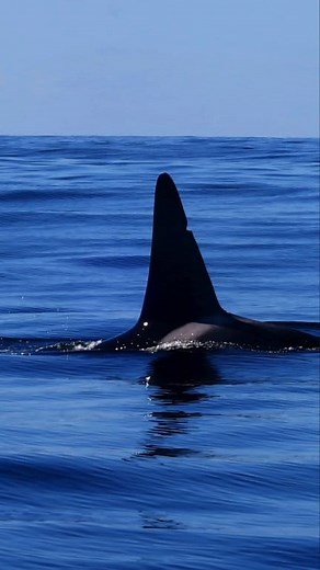 Time for Big D! Meet OCT-033 Big D. Reasearcher and friend Josh McInnes maintains the catalog for the Orcas. His team has made a streamlined, current and user-friendly catalog of all the Orcas that we encounter. I always do my best to give his research team Oceanic Ecology Research Group information and locations of encounters. As a thank you, they named this big bull after me. "Big D", which, is ofcourse short for "Big Dan" Ok perversts, I know how your minds work, so go ahead and let the inapp