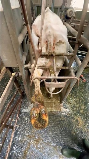 How to properly lift a cow's leg? #hooftrimming