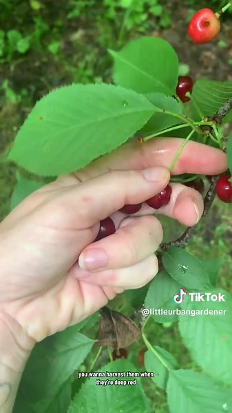 Explore Stone Fruit Season: Pin Cherry Foraging Tips
