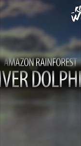The Amazon River floods, transforming jungles. The Amazon river dolphin, or boto, thrives here as the largest freshwater dolphin. Much is still unknown about these unique creatures. But they are the unlikely specialists of the Amazon River. #AmazonRiver #Dolphins #Boto #AnimalKingdom #Wildlife From: Wild Ones 3 Series 01 Episode 01 | Real Wild